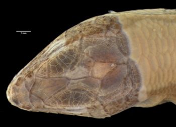 Media type: image;   Herpetology R-7966